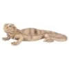 Vivid Arts 28cm Bearded Lizard - PZ-LIZD-F -Hozelock Sales Store 5055195033901