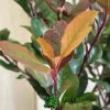 Photinia X Fraseri 'Little Red Robin' 3Ltr Pot (NL) 2 Photinia X Fraseri 'Little Red Robin' 3Ltr Pot (NL) -Hozelock Sales Store 5055286310355 3