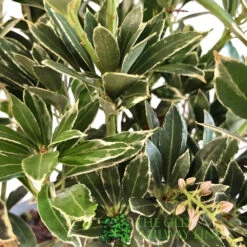 Pieris 'Polar Passion' 3Ltr Pot (NL) -Hozelock Sales Store 5055286310560 2