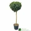 Ilex ? Meserveae 'Blue Maid' 90cm Stem -Hozelock Sales Store 5056461015140