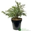 Eucalyptus Gunni 5Ltr Pot -Hozelock Sales Store 5056461024333
