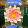 Water Lily Nymphaea Madame Wilfron Gonnere Pond Plant 3Ltr Pot 1 Water Lily Nymphaea Madame Wilfron Gonnere Pond Plant 3Ltr Pot -Hozelock Sales Store 755598910261