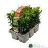 Buxus Sempervirens 6 Pack Of Plants -Hozelock Sales Store 8712044907956
