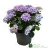 Hydrangea Macrophylla 'Mophead Blue' 5Ltr Pot -Hozelock Sales Store 8717432165819