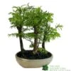 Bonsai 'Metasequoia' 15cm Round Pot -Hozelock Sales Store 8717432989422