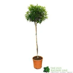 Olive Tree 'Olea Europaea' 1.5m Tall