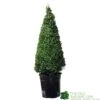 Buxus Cone Topiary Plant 7.5Ltr Pot (NL) 1 Buxus Cone Topiary Plant 7.5Ltr Pot (NL) -Hozelock Sales Store 8718985492360