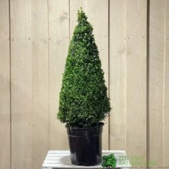 Buxus Cone Topiary Plant 7.5Ltr Pot (NL) 5 Buxus Cone Topiary Plant 7.5Ltr Pot (NL) -Hozelock Sales Store 8718985492360 2