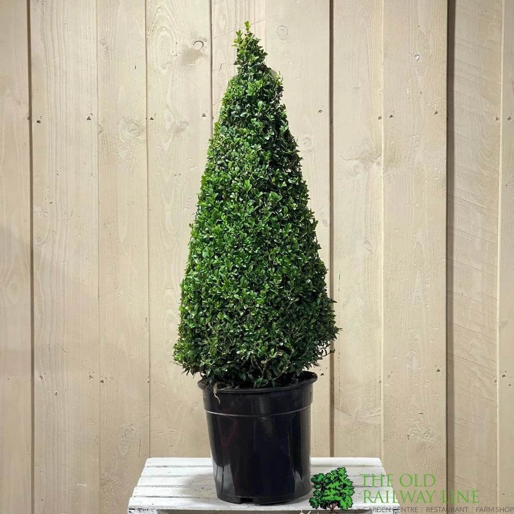 Buxus Cone Topiary Plant 7.5Ltr Pot (NL) 4 Buxus Cone Topiary Plant 7.5Ltr Pot (NL) - Image 2