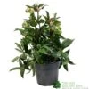Helleborus ? Sahinii 'Winterbells' Hellebore 3Ltr Pot -Hozelock Sales Store 8719323105270