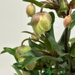 Helleborus ? Sahinii 'Winterbells' Hellebore 3Ltr Pot -Hozelock Sales Store 8719323105270 2