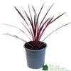 Cordyline Australis 'Pink Passion' 2Ltr Pot -Hozelock Sales Store 8719323141193