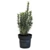 Euonymus Japonicus 'White Spire' Plant 2Ltr Pot (NL) -Hozelock Sales Store 8719323606203