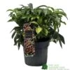 Hellebore 'Dacaya' Helleborus Plant 3Ltr Pot -Hozelock Sales Store 8719323773011