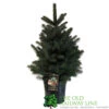 Picea 'Super Blue' 7.5Ltr Pot (NL) -Hozelock Sales Store 8719562228259