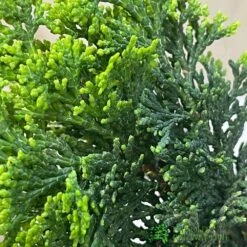 Bonsai Tree 'Chamaecyparis' Outdoor Bonsai 20cm Pot -Hozelock Sales Store 8719562861814 3