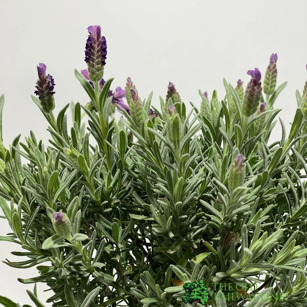 Lavandula 'Anouk' Lavender Tree 15cm Pot 4 Lavandula 'Anouk' Lavender Tree 15cm Pot - Image 2